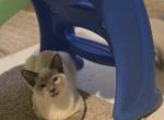 Bonded Blue point 5 month old and seal girl - Siamese Kitten For Sale - Deer Park&comma; IL&comma; US