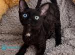 Mun - Devon Rex Kitten For Sale - Hollywood&comma; FL&comma; US