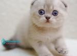 Bond - Scottish Fold Kitten For Sale - Hollywood&comma; FL&comma; US