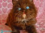 Izolda - British Shorthair Kitten For Sale - Pembroke Pines&comma; FL&comma; US