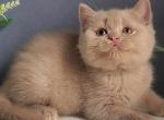Feya - British Shorthair Kitten For Sale - Pembroke Pines&comma; FL&comma; US