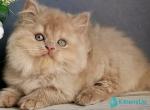 Felix - British Shorthair Kitten For Sale - Pembroke Pines&comma; FL&comma; US