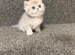 Lily - British Shorthair Kitten For Sale - Bellevue&comma; WA&comma; US