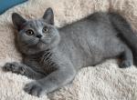 Henry - British Shorthair Kitten For Sale - 
