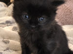 Bluey - Domestic Kitten For Sale - MA&comma; US