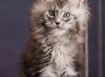 Maine Coon Kittens - Maine Coon Kitten For Sale - 