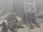Stormy - Maine Coon Cat For Adoption - Harrison Township&comma; MI&comma; US