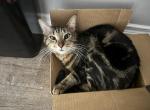 Smokey - American Shorthair Cat For Adoption - Harrison Township&comma; MI&comma; US