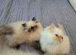 Seal and Red - Himalayan Kitten For Sale - Satellite Beach&comma; FL&comma; US