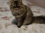 Ariel - Persian Kitten For Sale - Hagerstown&comma; MD&comma; US
