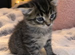 Milo - Domestic Kitten For Sale - MA&comma; US