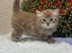 Atlas - Ragdoll Kitten For Sale - Ozark&comma; MO&comma; US