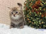 Atlas - Ragdoll Kitten For Sale - Ozark&comma; MO&comma; US