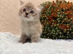 Cleo - Ragdoll Kitten For Sale - Ozark&comma; MO&comma; US