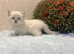 Ace - Ragdoll Kitten For Sale - 