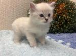 Ace - Ragdoll Kitten For Sale - Ozark&comma; MO&comma; US