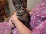 Ironore - Domestic Kitten For Sale - 