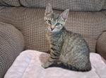 Eeore - Domestic Kitten For Sale - Lebanon&comma; PA&comma; US