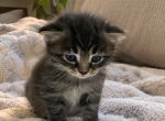 Loki - Domestic Kitten For Sale - 