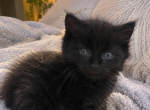 Hazel - Domestic Kitten For Sale - MA&comma; US