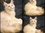 Tayla - Maine Coon Kitten For Sale - Rancho Bernardo&comma; CA&comma; US