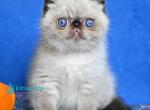Aston - Exotic Kitten For Sale - Pembroke Pines&comma; FL&comma; US