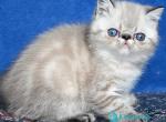 Aris - Exotic Kitten For Sale - Pembroke Pines&comma; FL&comma; US
