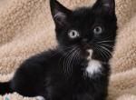 Nuar - Munchkin Kitten For Sale - Pembroke Pines&comma; FL&comma; US