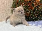 Jojo - Ragdoll Kitten For Sale - 