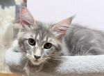 Misty - Maine Coon Kitten For Sale - Glenview&comma; IL&comma; US
