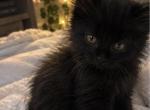 Shadow - Domestic Kitten For Sale - 