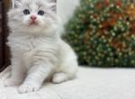 Oakley - Ragdoll Kitten For Sale - Ozark&comma; MO&comma; US