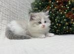 Oakley - Ragdoll Kitten For Sale - Ozark&comma; MO&comma; US