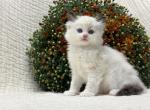 Cedar - Ragdoll Kitten For Sale - Ozark&comma; MO&comma; US
