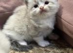Fluffies babies - Ragdoll Kitten For Sale - 
