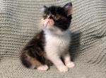 Tunas babies - Exotic Kitten For Sale - Galveston&comma; TX&comma; US