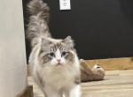 Fluffies boy - Ragdoll Kitten For Sale - North Pole&comma; AK&comma; US