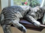 Susan Purebred Maine Coon - Maine Coon Kitten For Sale - Black Diamond&comma; WA&comma; US