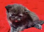 Doll Face Tortie ESH - Exotic Kitten For Sale - Oklahoma City&comma; OK&comma; US
