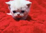 Doll Faced Cream ESH - Exotic Kitten For Sale - Oklahoma City&comma; OK&comma; US