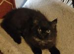 VINTON - Persian Kitten For Sale - Worcester&comma; MA&comma; US
