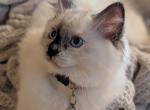 Julia - Ragdoll Kitten For Sale - 
