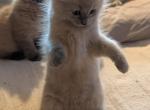Evie Blue - Ragdoll Kitten For Sale - Fountain&comma; CO&comma; US
