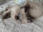 Elliot Sepia Mink - Ragdoll Kitten For Sale - 