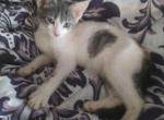 Princess - Domestic Kitten For Sale - Phila&comma; PA&comma; US