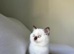 Kitten White Scottish - Scottish Straight Kitten For Sale - Gig Harbor&comma; WA&comma; US