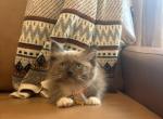 Orange collar - Ragdoll Kitten For Sale - Meadville&comma; PA&comma; US