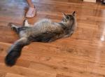 County kittens - Maine Coon Kitten For Sale - Ennice&comma; NC&comma; US