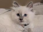 Emma Blue point - Ragdoll Kitten For Sale - 