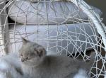 Fawn Kitten Scottish - Scottish Straight Kitten For Sale - Gig Harbor&comma; WA&comma; US